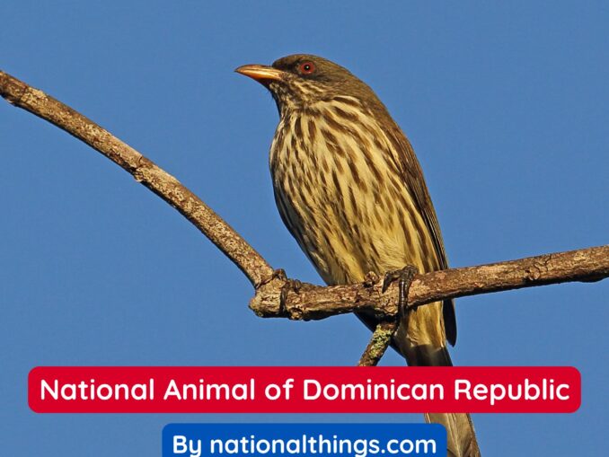 The Palmchat is the National Animal of Dominican Republic
