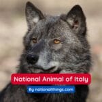 The Italian Wolf is the National Animal of Italy.