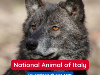 The Italian Wolf is the National Animal of Italy.