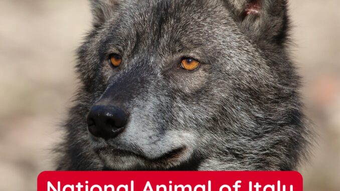 The Italian Wolf is the National Animal of Italy.