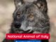 The Italian Wolf is the National Animal of Italy.
