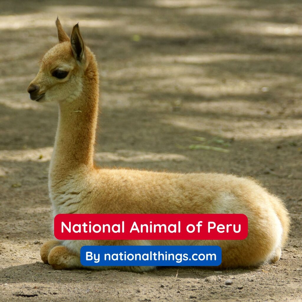 The Vicuña is the National Animal of Peru
