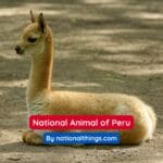The Vicuña is the National Animal of Peru