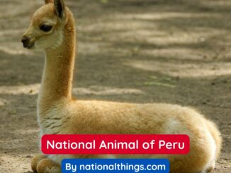 The Vicuña is the National Animal of Peru
