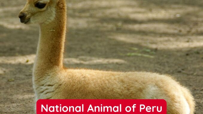 The Vicuña is the National Animal of Peru