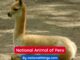 The Vicuña is the National Animal of Peru
