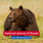Eurasian Brown Bear is the National Animal of Russia