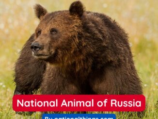 Eurasian Brown Bear is the National Animal of Russia