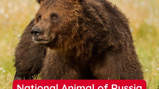Eurasian Brown Bear is the National Animal of Russia