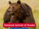 Eurasian Brown Bear is the National Animal of Russia
