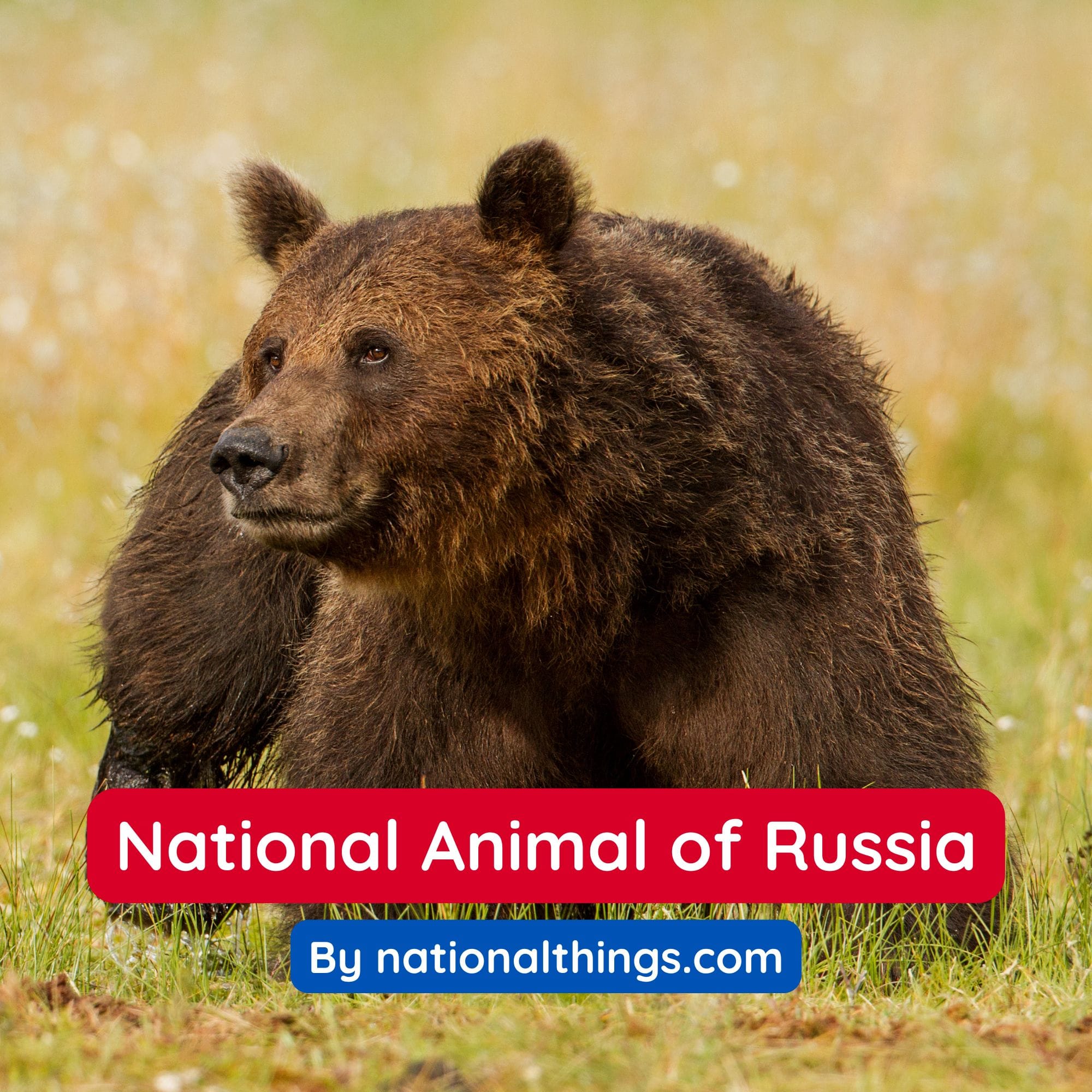 National Animal of Russia: Eurasian Brown Bear