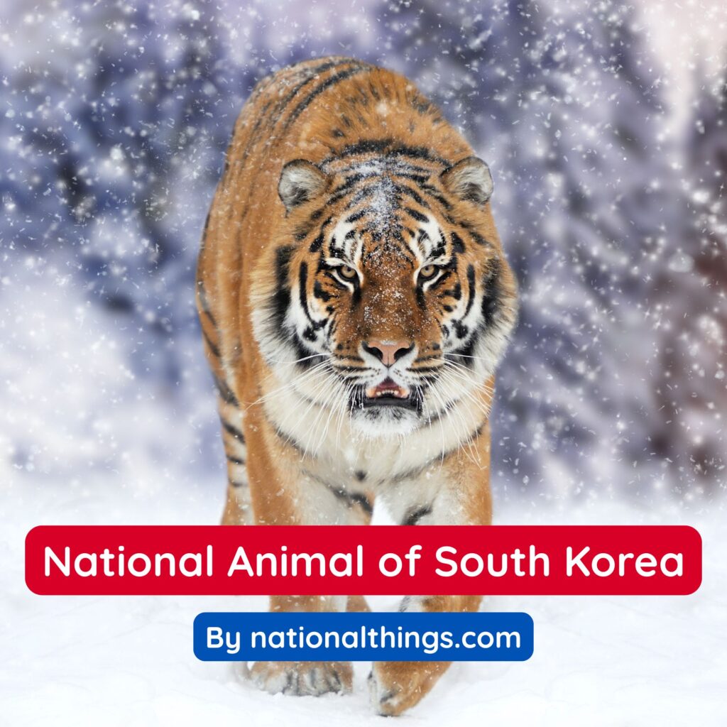Siberian Tiger is the National Animal of South Korea