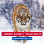 Siberian Tiger is the National Animal of South Korea