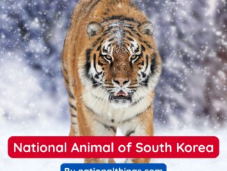 Siberian Tiger is the National Animal of South Korea