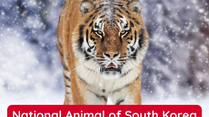 Siberian Tiger is the National Animal of South Korea