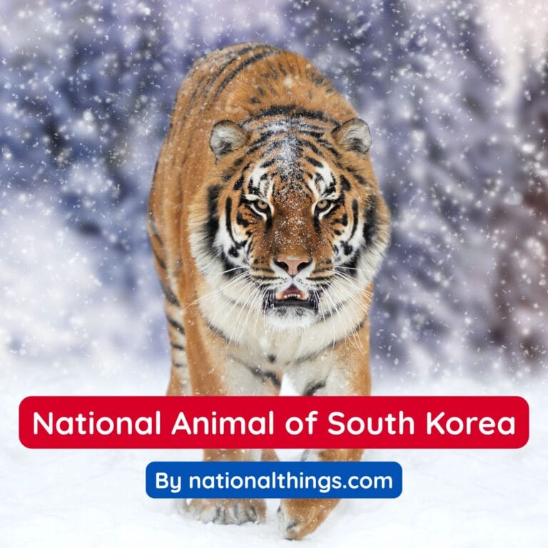 Siberian Tiger is the National Animal of South Korea