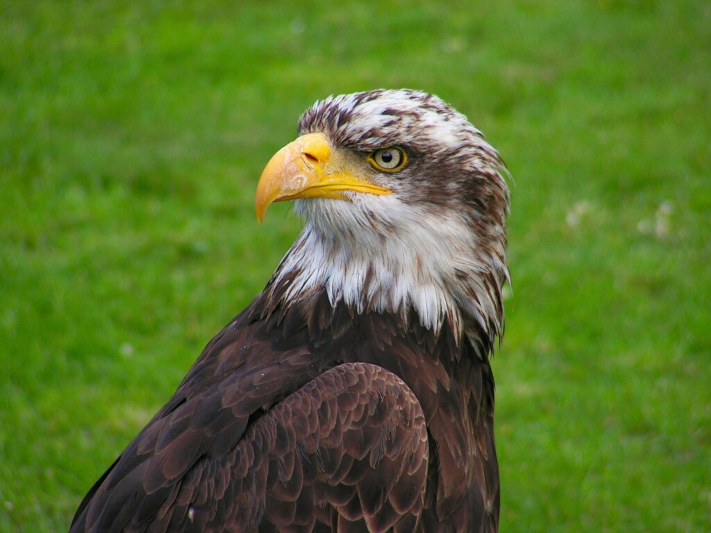 Close-up of a bald eagle with sharp gaze resting on lush green grass.