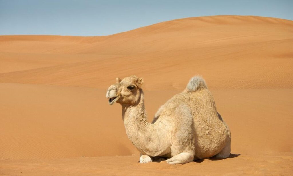 The National Animal of the Saudi Arabia is the Camel