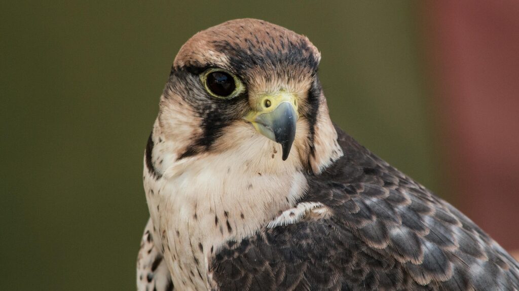 Stunning close-up of a Lanner Falcon showcasing its detailed plumage and powerful gaze.