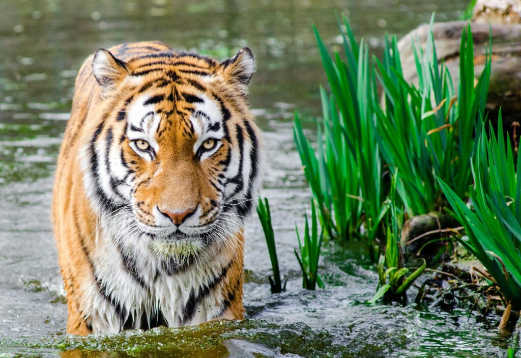 Close-up of a tiger walking through water amidst greenery, showcasing its majestic stripes and intense gaze.