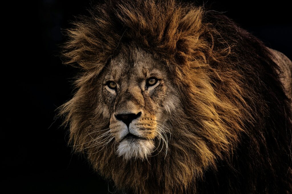 Close-up portrait of a majestic lion with a dark background, showcasing its powerful gaze and lush mane.