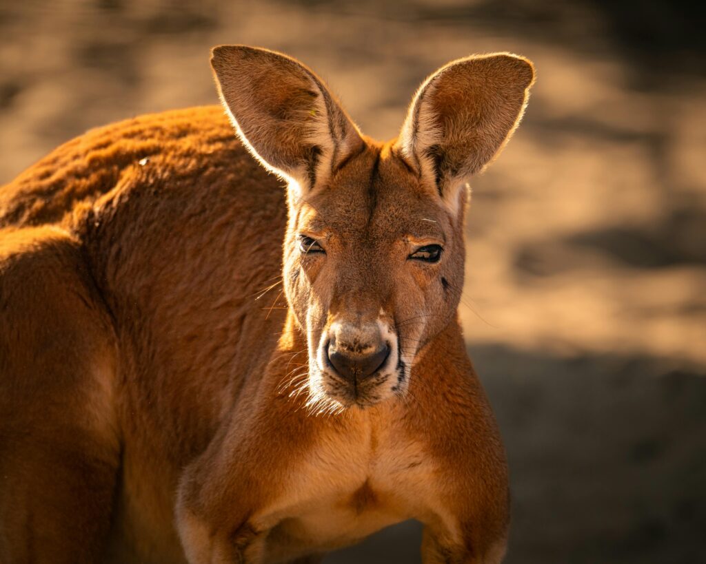 Detailed close-up of a red kangaroo in natural habitat under warm sunlight.