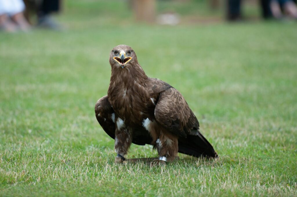 A close-up of a steppe eagle standing on grass, showcasing its powerful stance and impressive features.