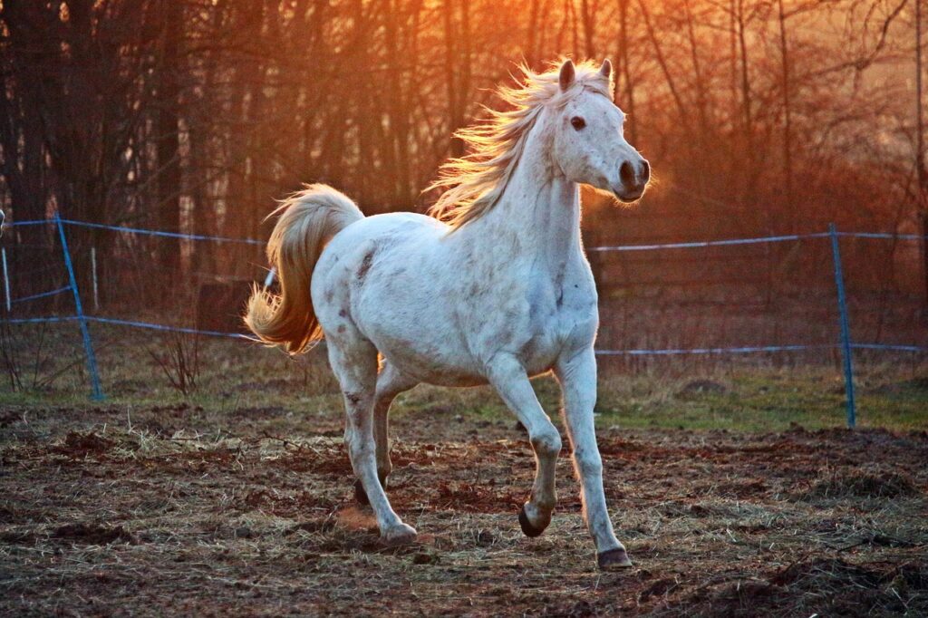 Arabian Horse