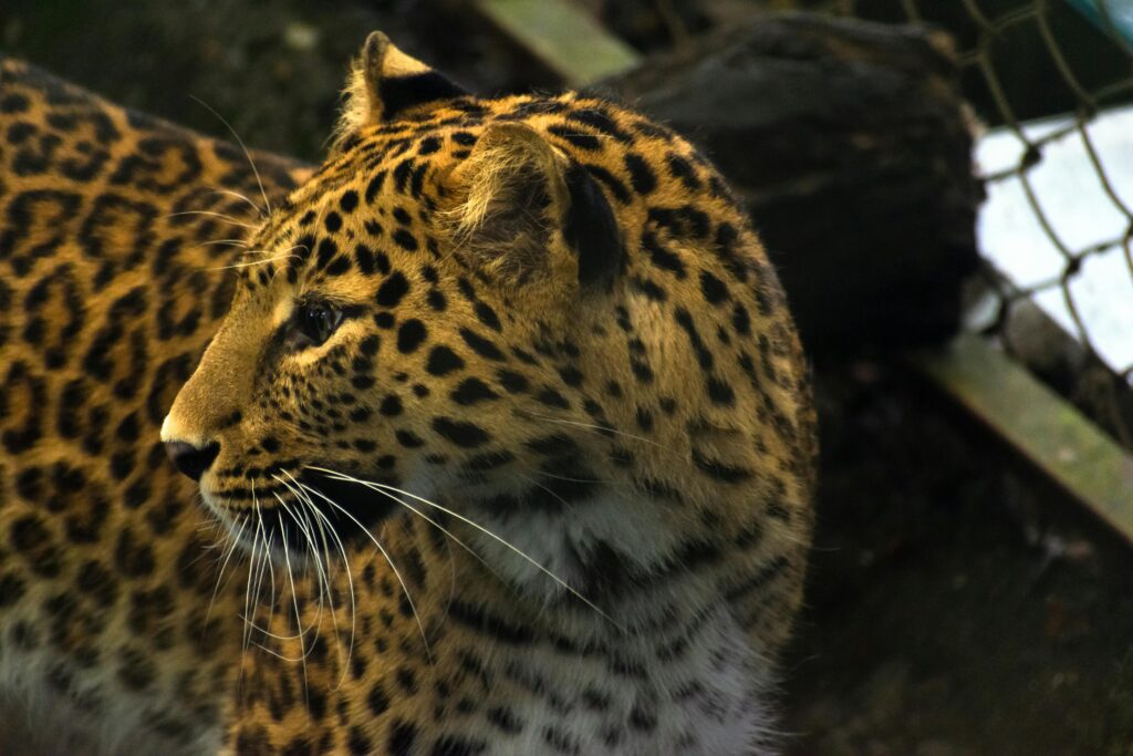 Arabian Leopard