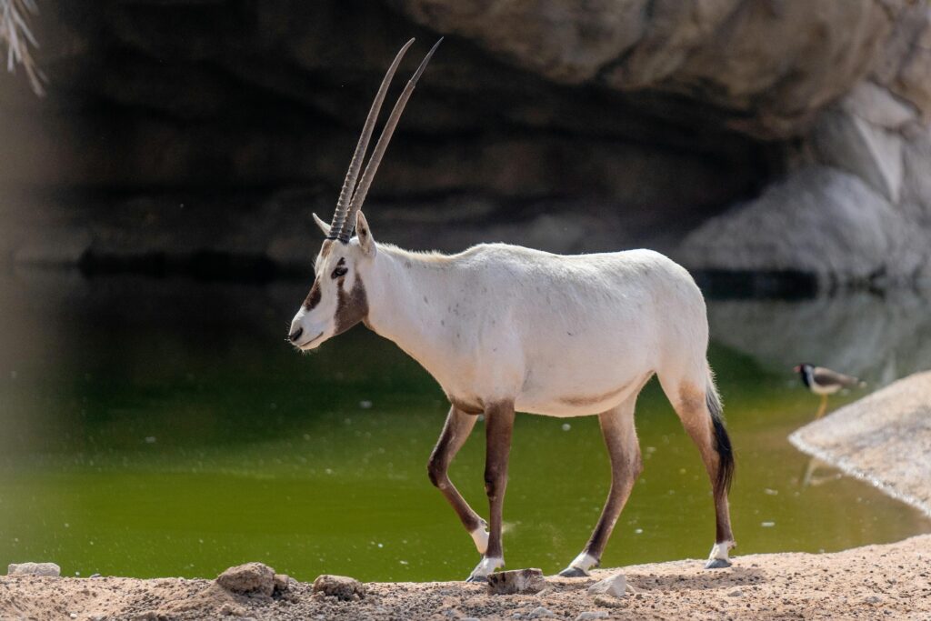 Saudi Arabia – Arabian Oryx