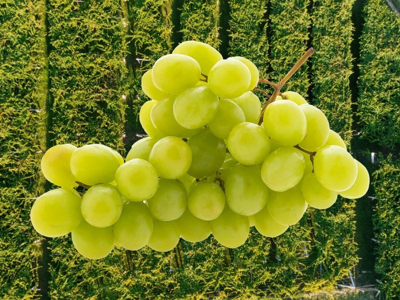Albariño Grape