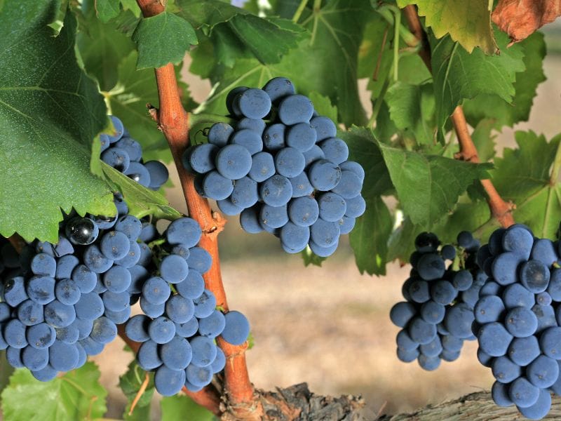 Garnacha Grapes