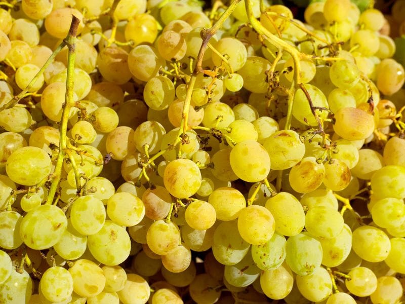 Moscatel Grape