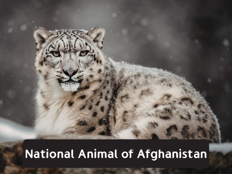 National Animal of Afghanistan