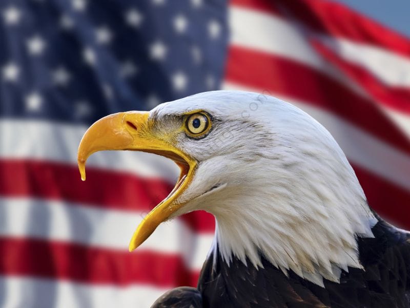 National Animal of United States