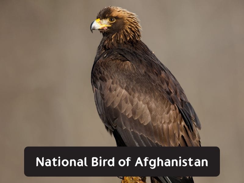 National Bird of Afghanistan