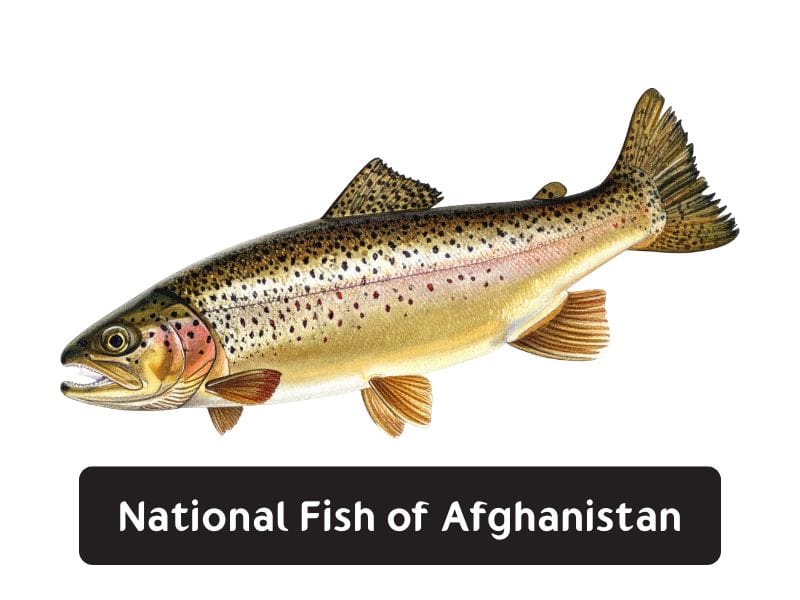 National Fish of Afghanistan