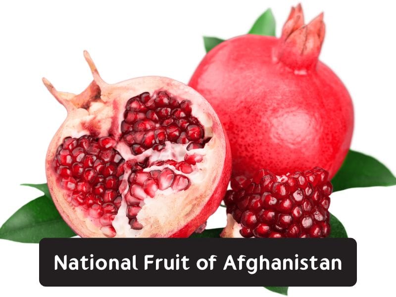 National Fruit of Afghanistan