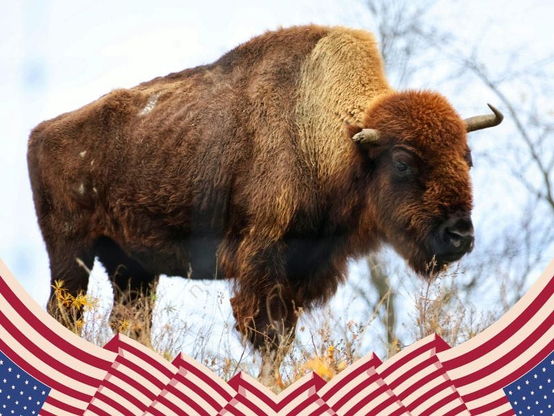 National Mammal of United States