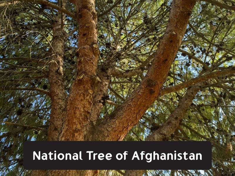 National Tree of Afghanistan