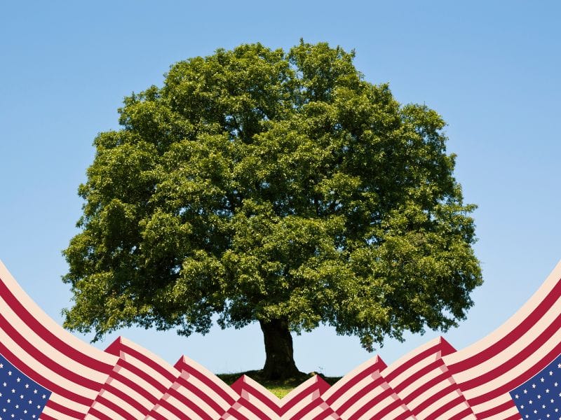 National Tree of United States