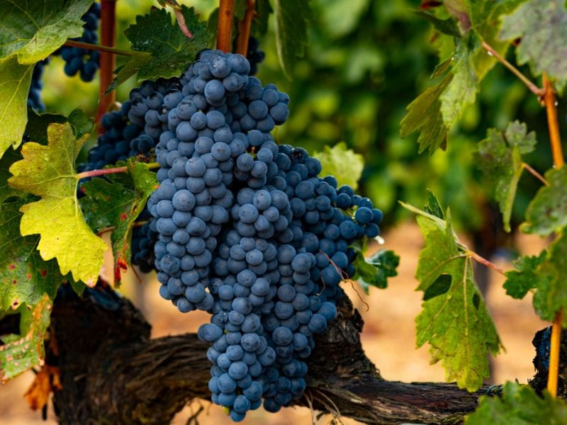 Tempranillo Grapes