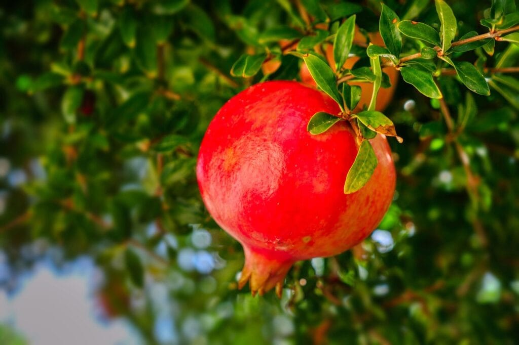 What is the National Fruit of Armenia?