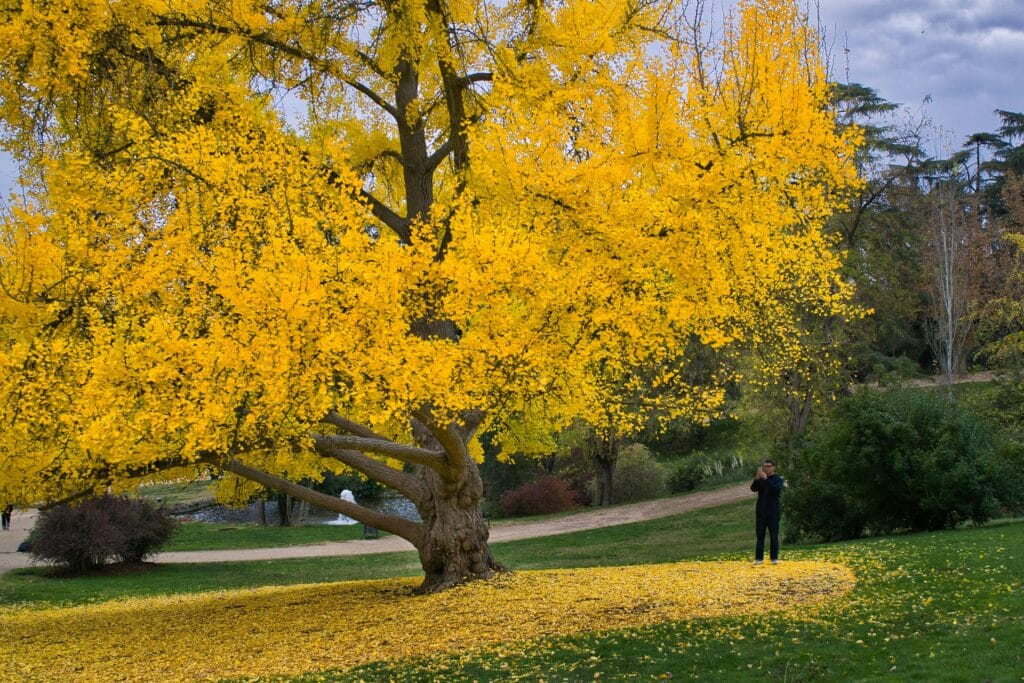 Ginkgo Tree is the National Tree of China