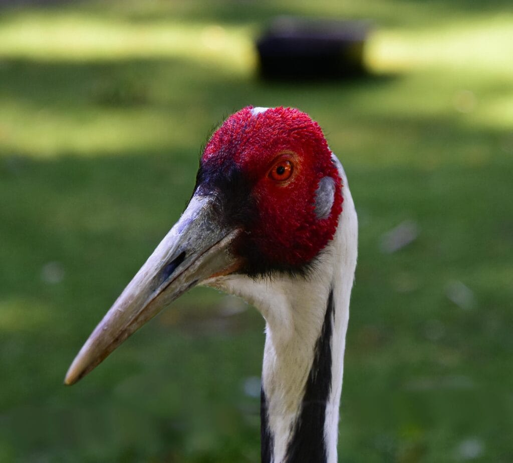 Red Crowned Crane is the National Bird of China