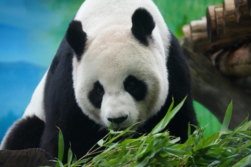National Animal of China