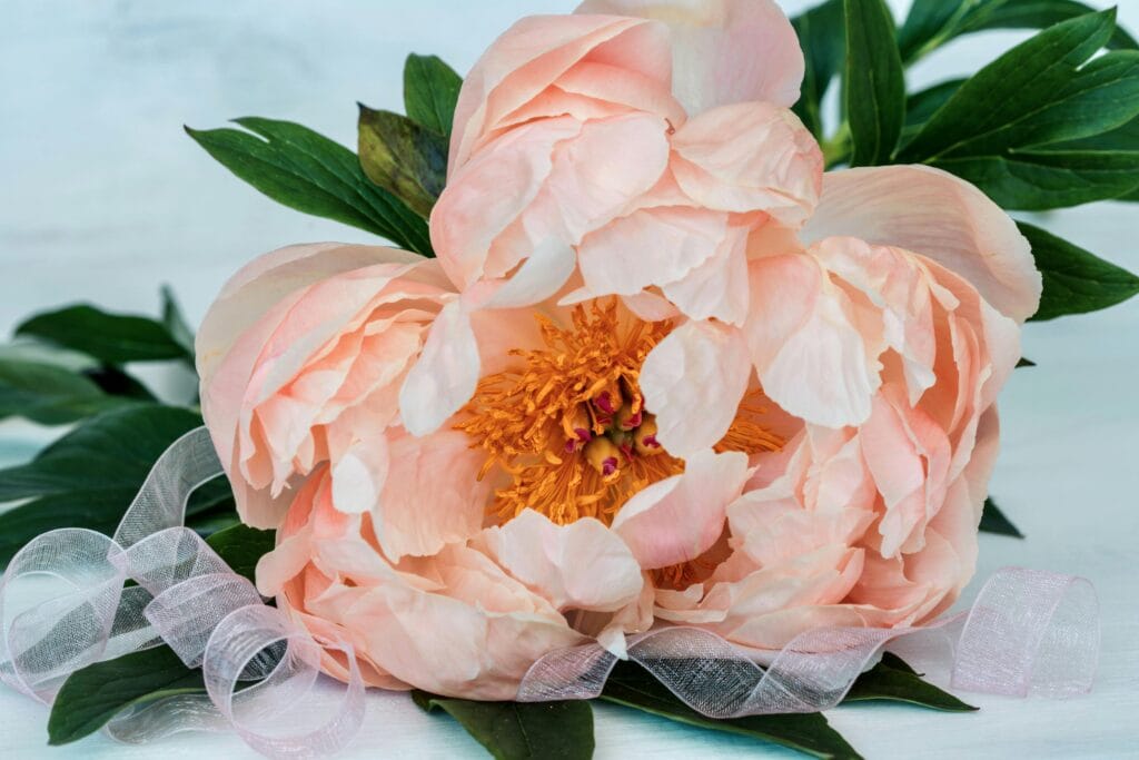 Peony Flower is the National Flower of China