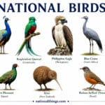 List of National Birds