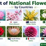 List of National Flowers by Countries