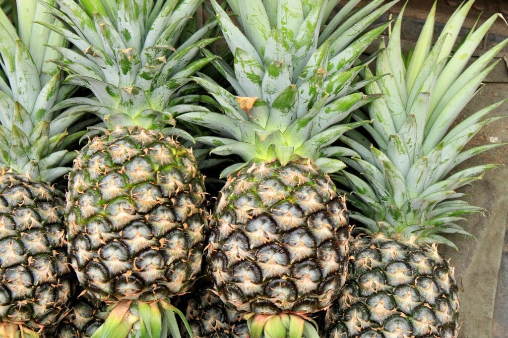 pineapple, fruit, food, pineapple, pineapple, pineapple, pineapple, pineapple